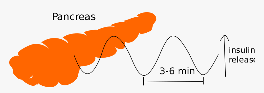 Pathogens That Disrupt Homeostasis, HD Png Download