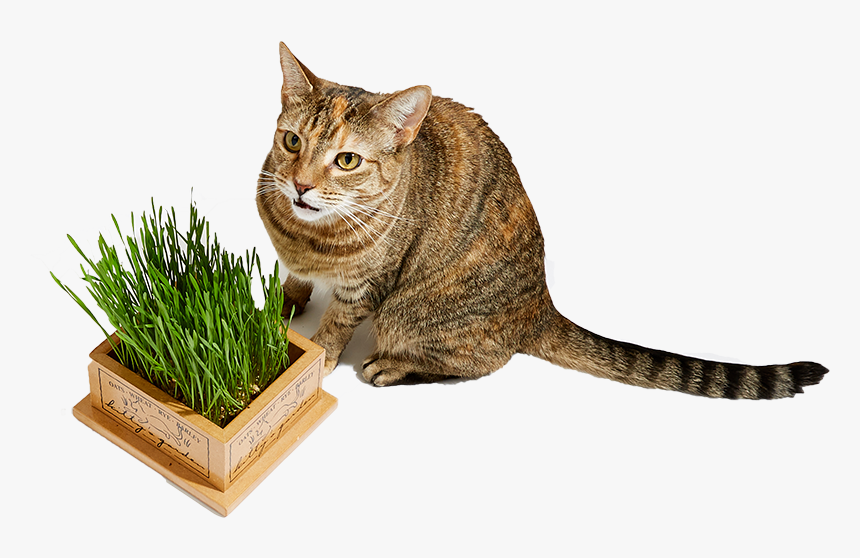 Cat Easter Basket - Domestic Short-haired Cat, HD Png Download