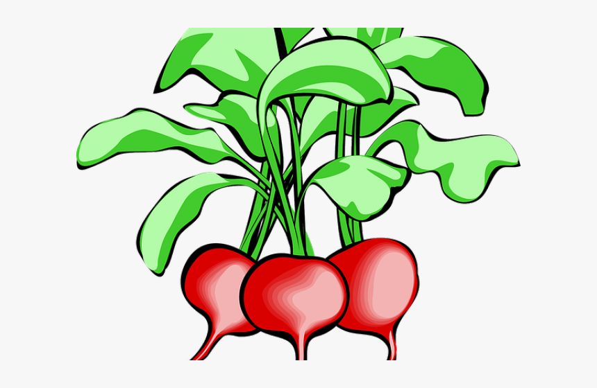Radish Clipart Spring - Radishes Clip Art, HD Png Download