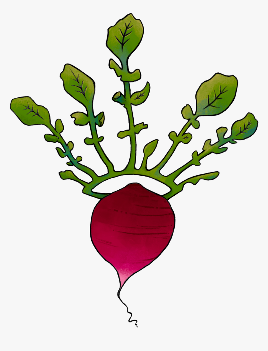 Illustration Of A Radish With A Leaf Crown, HD Png Download