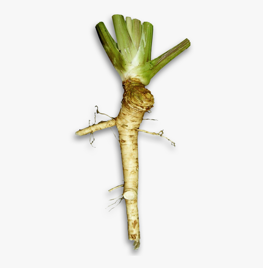 Wasabi Plant Vs Horseradish Horseradish Transparent, HD Png Download