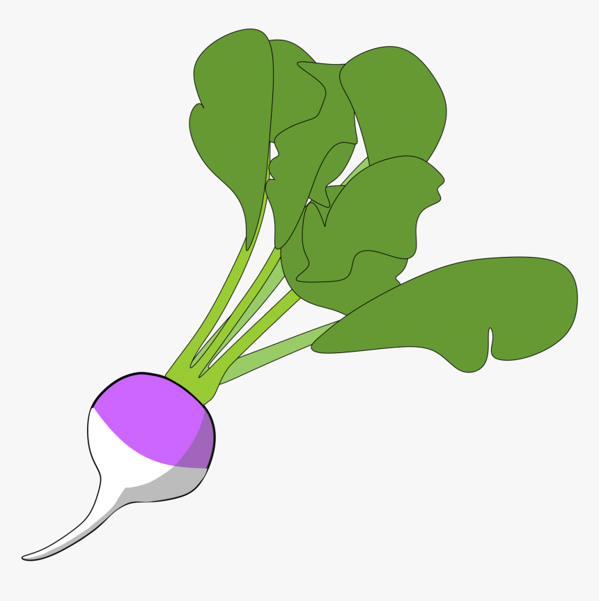 Members Albums Category Linus - Turnip Png, Transparent Png