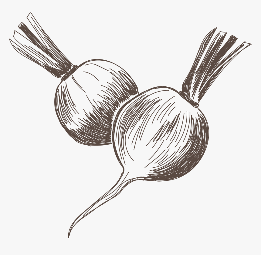 Carrot, HD Png Download