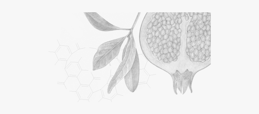 Sketch, HD Png Download