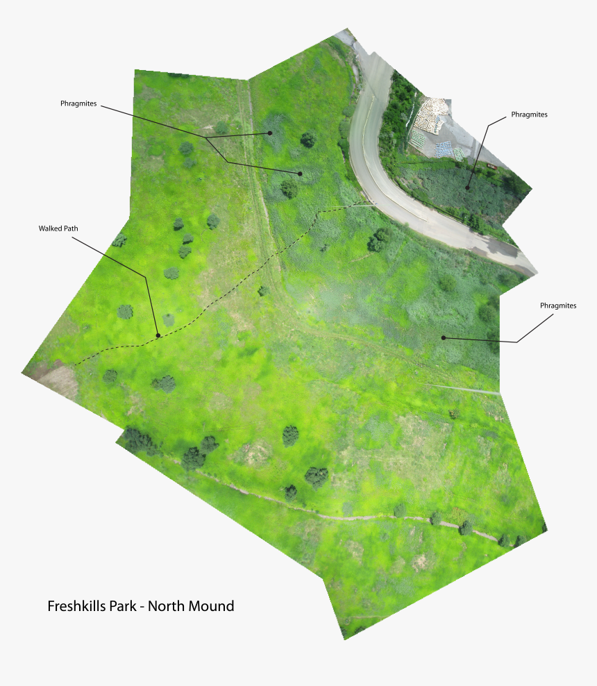 Phrag-annotated, HD Png Download