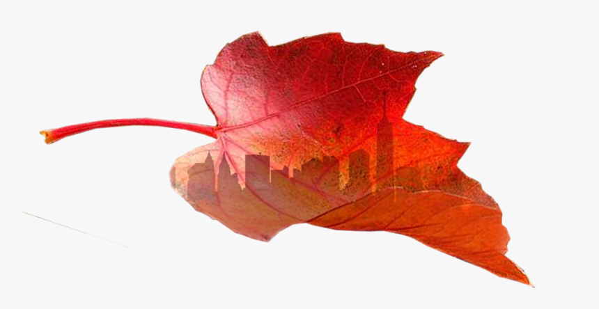 Still Going Strong Adderall These Years - Maple Leaf, HD Png Download