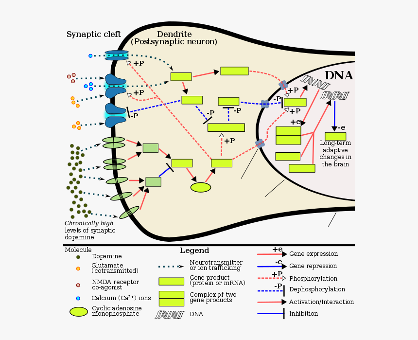 The Signaling Cascade Involved In Psychostimulant Addiction - Fos Gene, HD Png Download