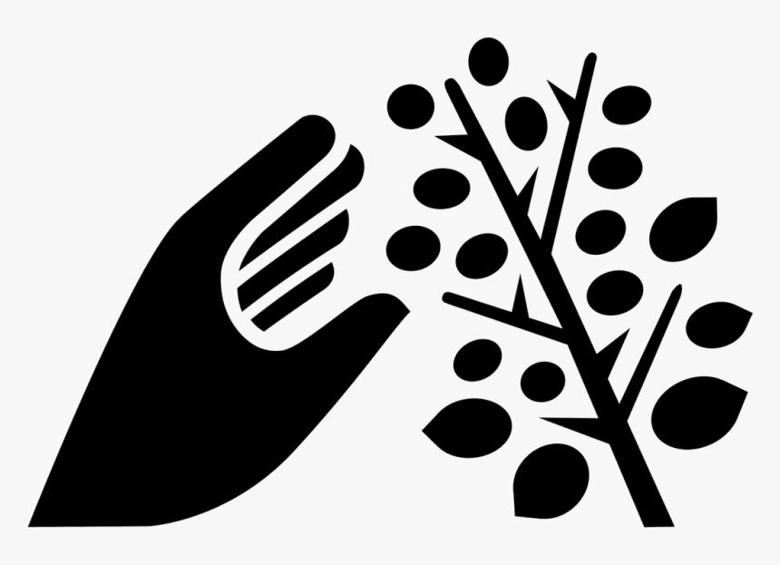 Transparent Picking Up Litter Clipart - Picking Fruit Clip Art Black And White, HD Png Download
