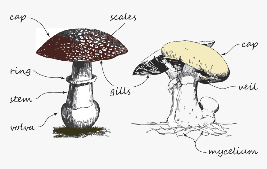 Shiitake, HD Png Download