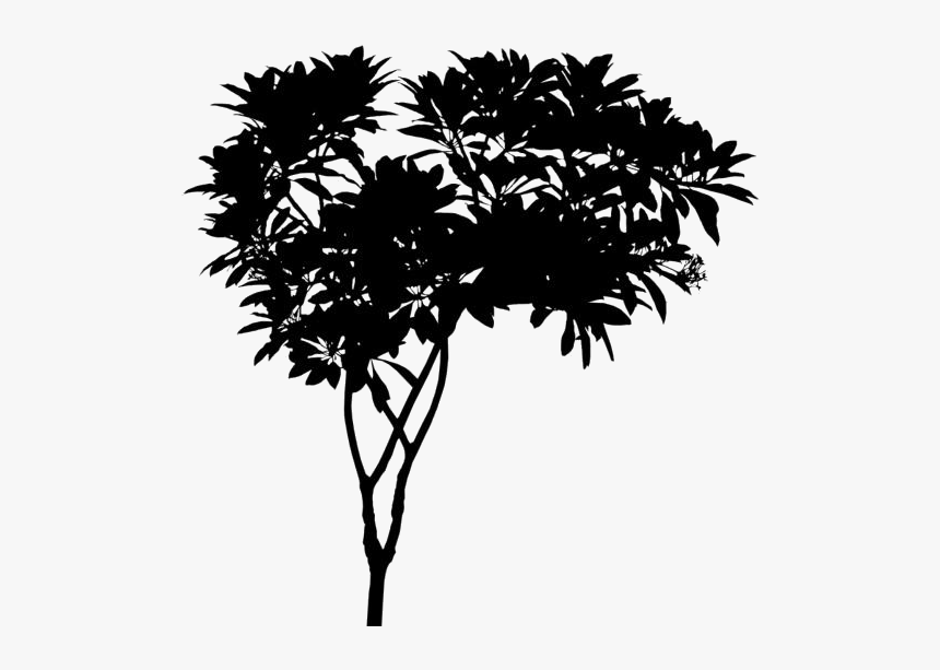 Tropical Trees Png Transparent Images - Plumeria Tree Png, Png Download