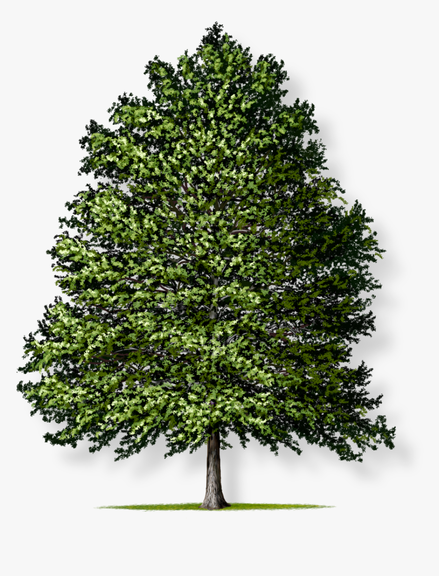 Types Of Plants Trees - Christmas Tree, HD Png Download