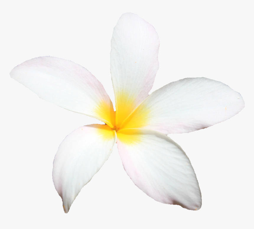 Hong Kong Flag Gif, HD Png Download