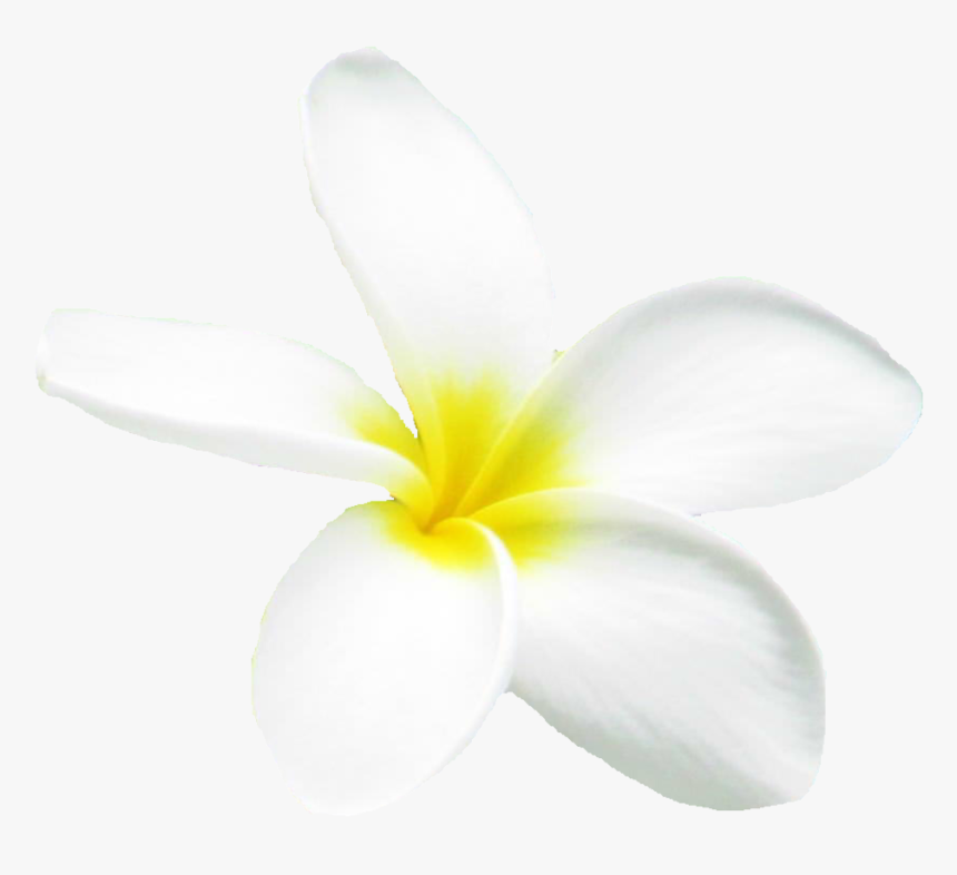 Frangipani, HD Png Download