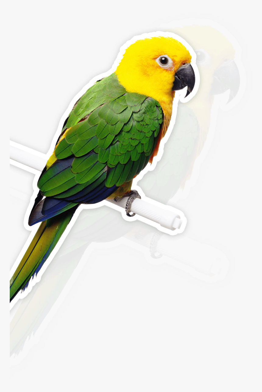 Bird Parrot Bells Hanging Toys - Pet Bird Transparent, HD Png Download