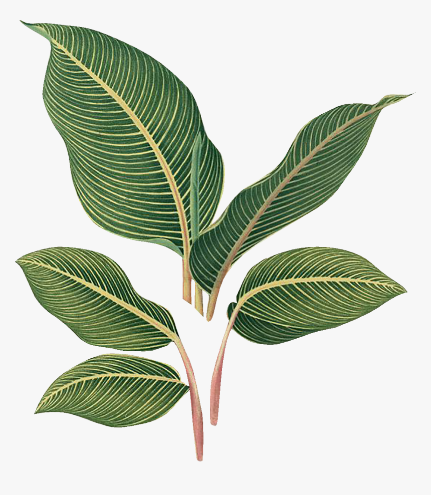 Tree, HD Png Download