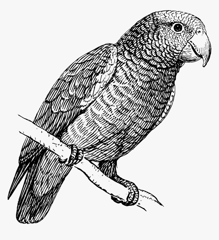 Parrot Bird In Black And White, HD Png Download