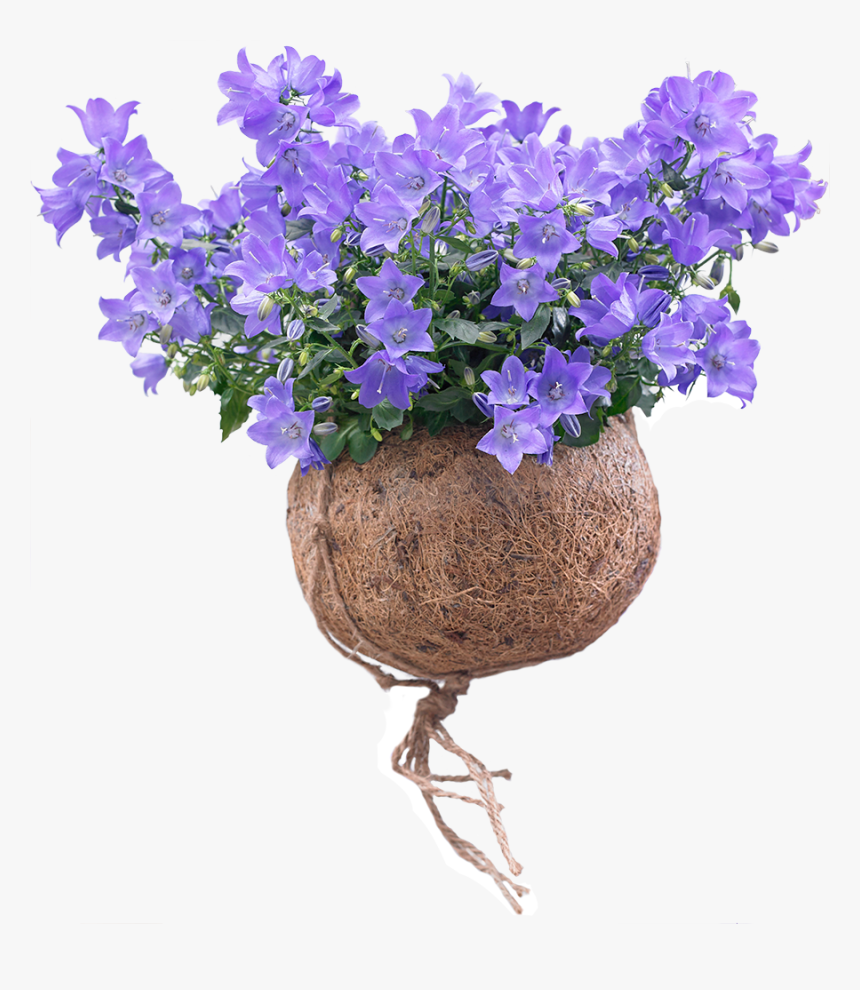 Spring Bell Campanula Plant - Campanula Png, Transparent Png