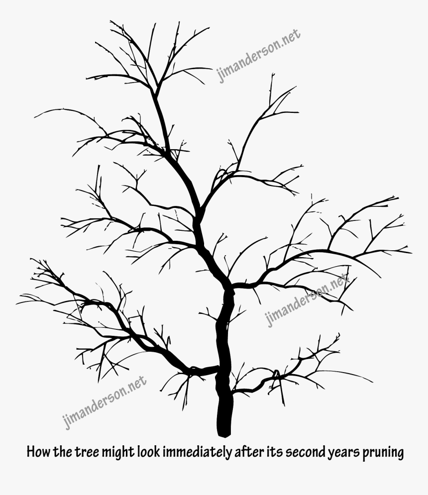 Can Branches Grow Back After Being Cut, HD Png Download