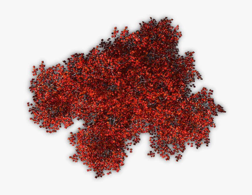 Autumn Jrl10 06 Feb - Top View Tree Png, Transparent Png