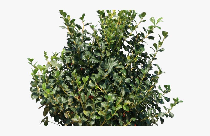 Transparent Southern Magnolia Clipart - Bush Transparent, HD Png Download
