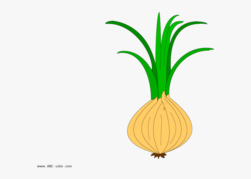 Transparent Leek Png - Onion With Root Clipart, Png Download