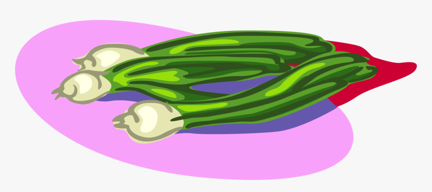 Vector Illustration Of Scallion Onion Shallot Vegetable - Illustration, HD Png Download