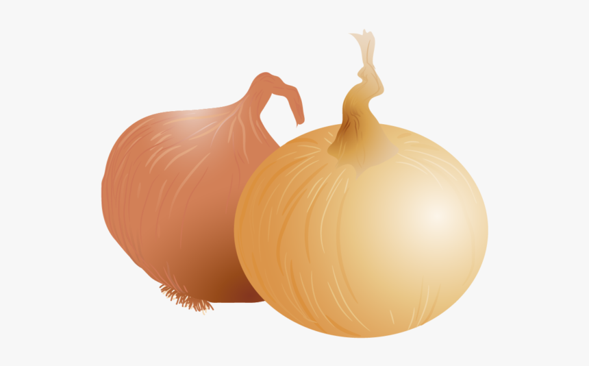 Onion Vector, HD Png Download