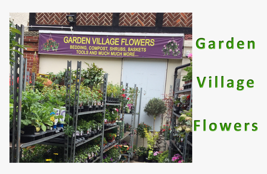 Hatfield Flowers-bedding Plants & Shrubs - Conifer, HD Png Download