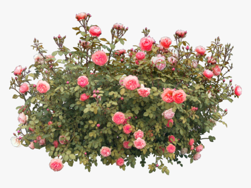 #flower #flowers #roses #redroses #nature #vase #tree - Rose Flower Tree Png, Transparent Png