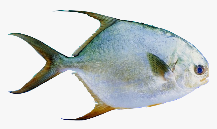 金 鯧 魚, HD Png Download