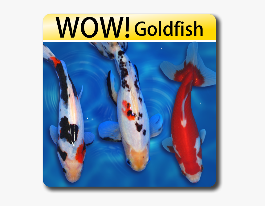 Similar To Koi Fish, HD Png Download