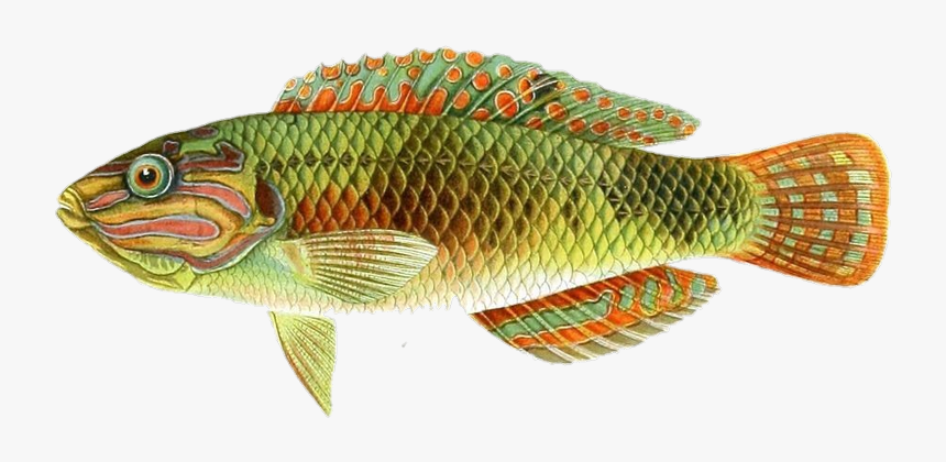 #goldenfish #colorfish #fish - Halichoeres, HD Png Download