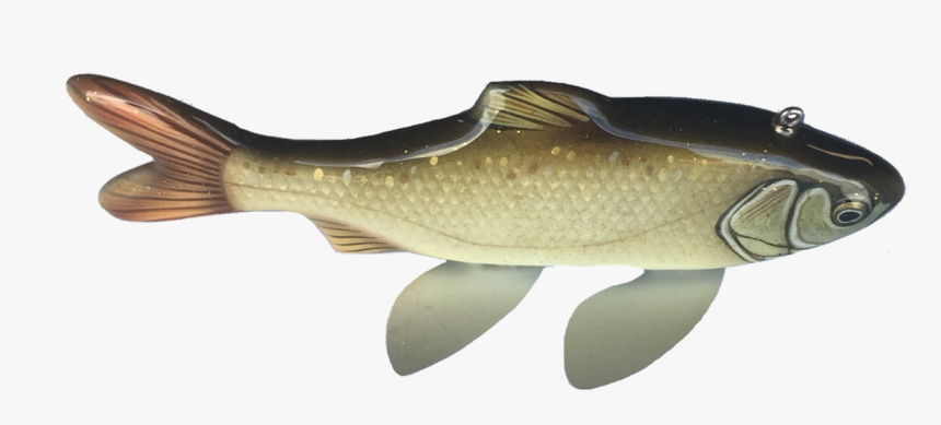 Carp, HD Png Download