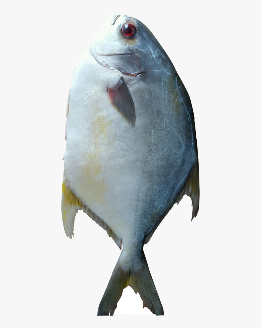 Halibut, HD Png Download