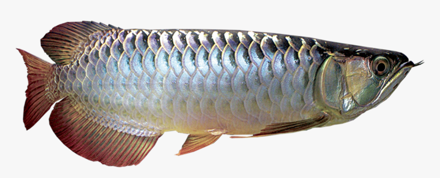 Silver Arowana Fish Png, Transparent Png