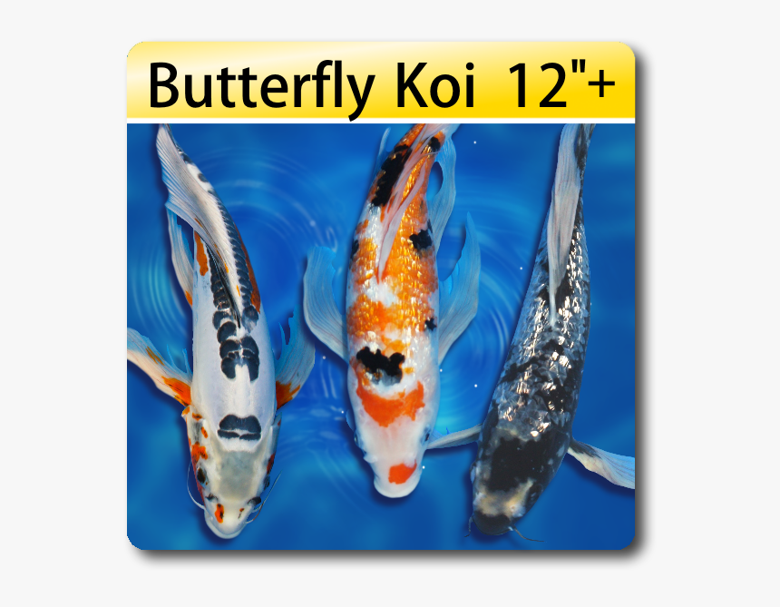 Golden Fish Png, Transparent Png