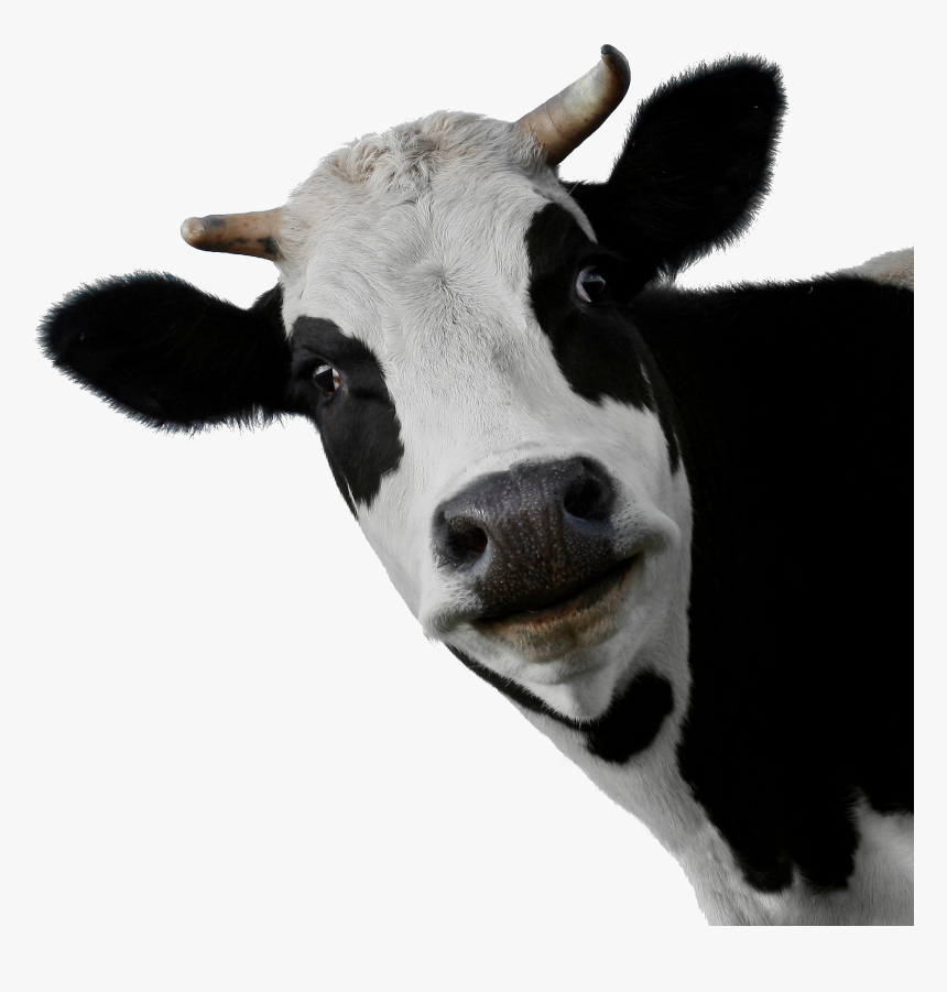 Cow Png, Transparent Png