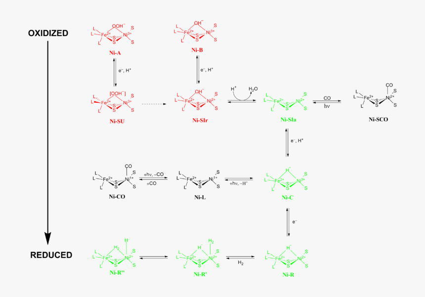 Nife Hydrogenase, HD Png Download