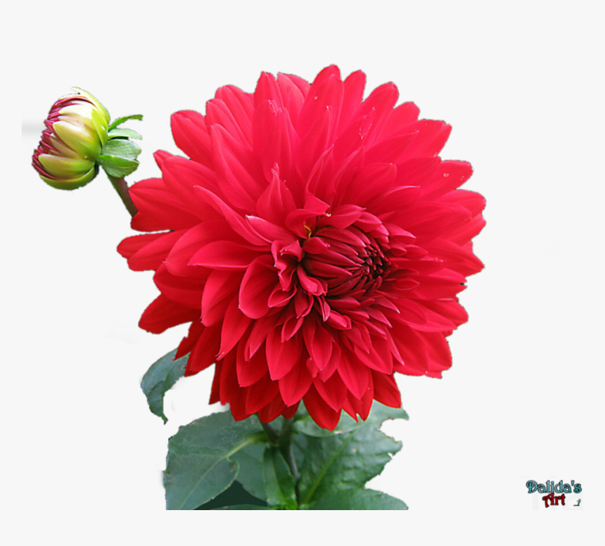 Dahlia Png Hd Png Mart - Love Beautiful Nature Images Hd, Transparent Png