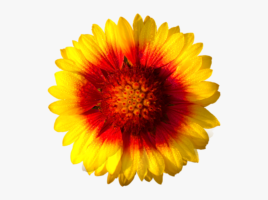 Gazania Hd - Flower White Background Free, HD Png Download
