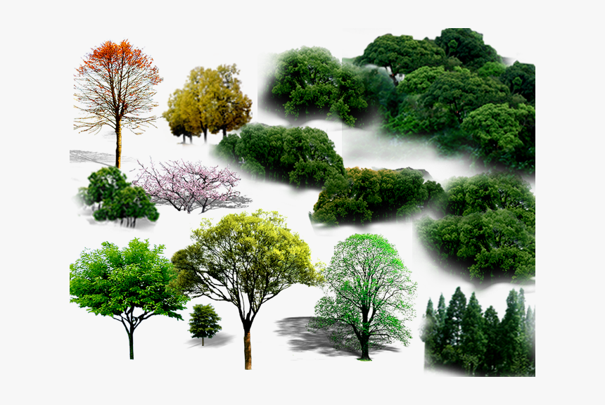 Tree Png File Hd Clipart - Png Planting, Transparent Png