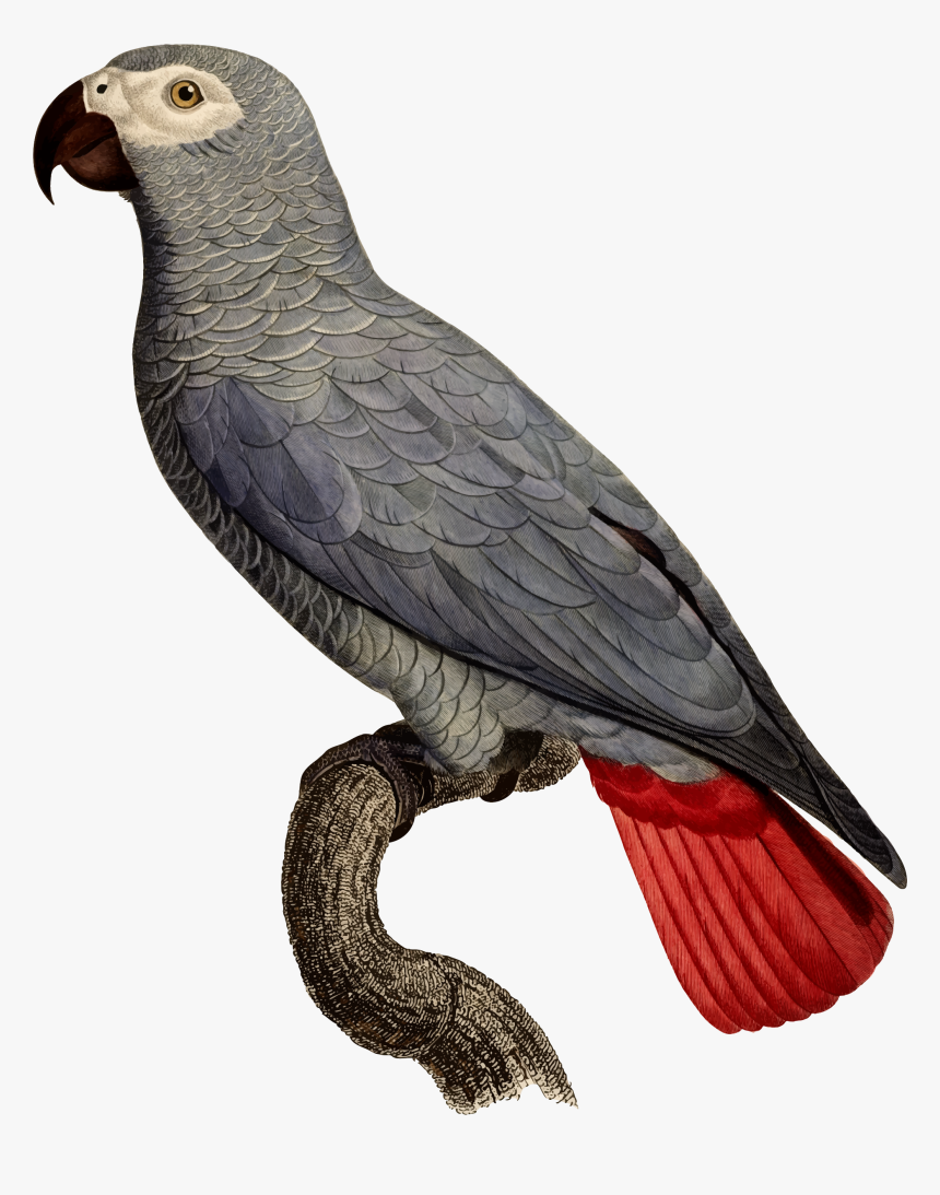 African Grey Parrot Scientific Illustration - Grey Parrot, HD Png Download