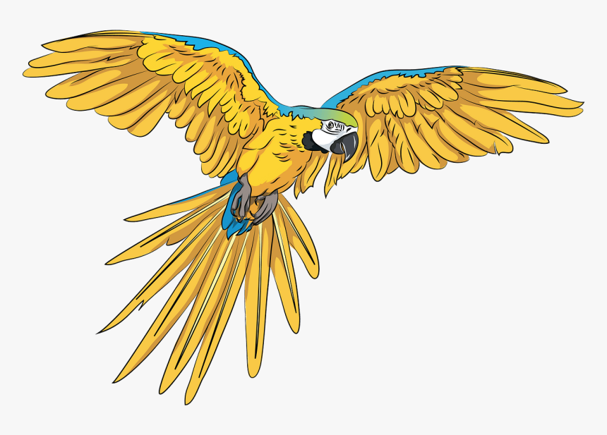 Transparent Flying Parrot Png, Png Download