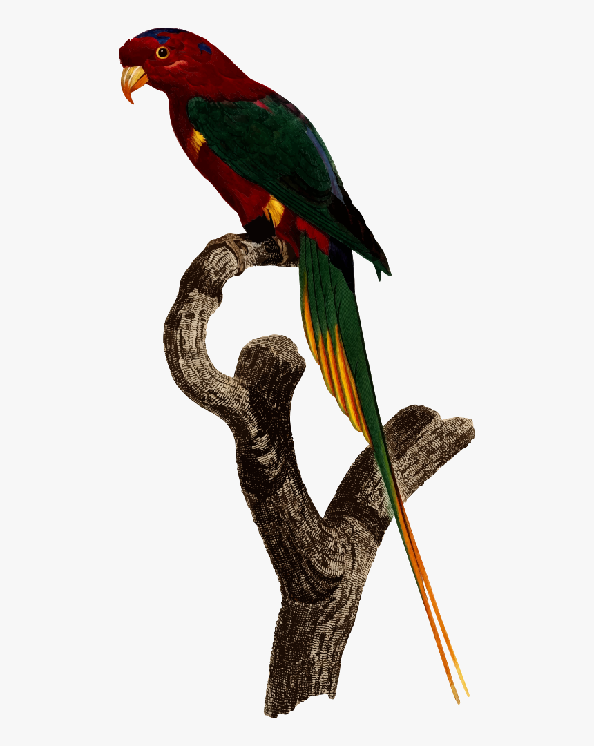 Parrot, HD Png Download