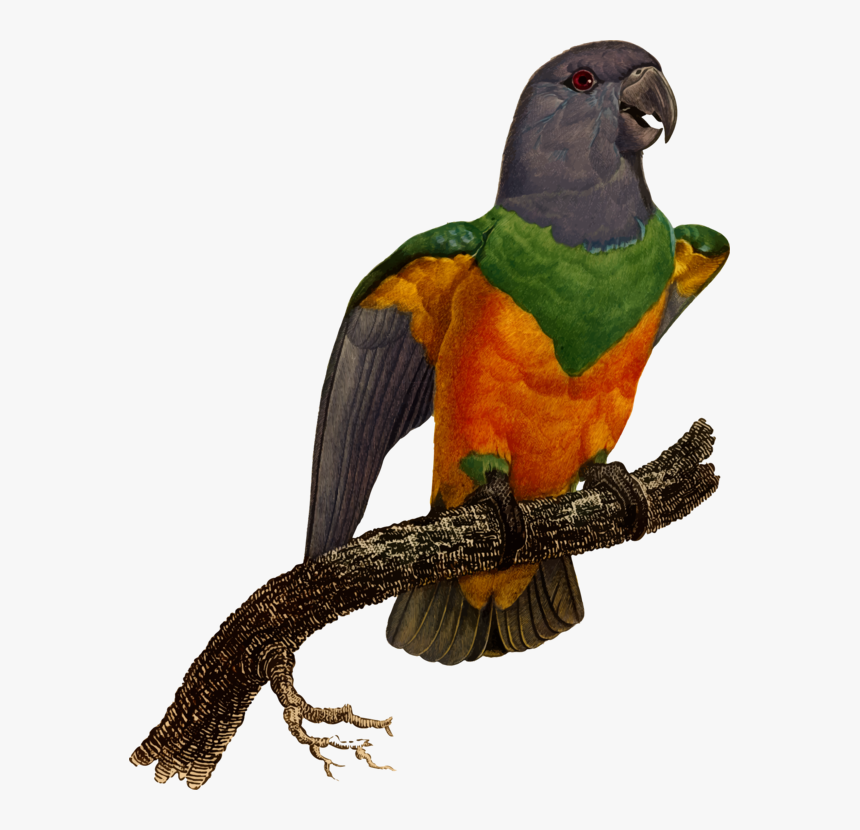 Macaw,parrot,bird - Macaw, HD Png Download