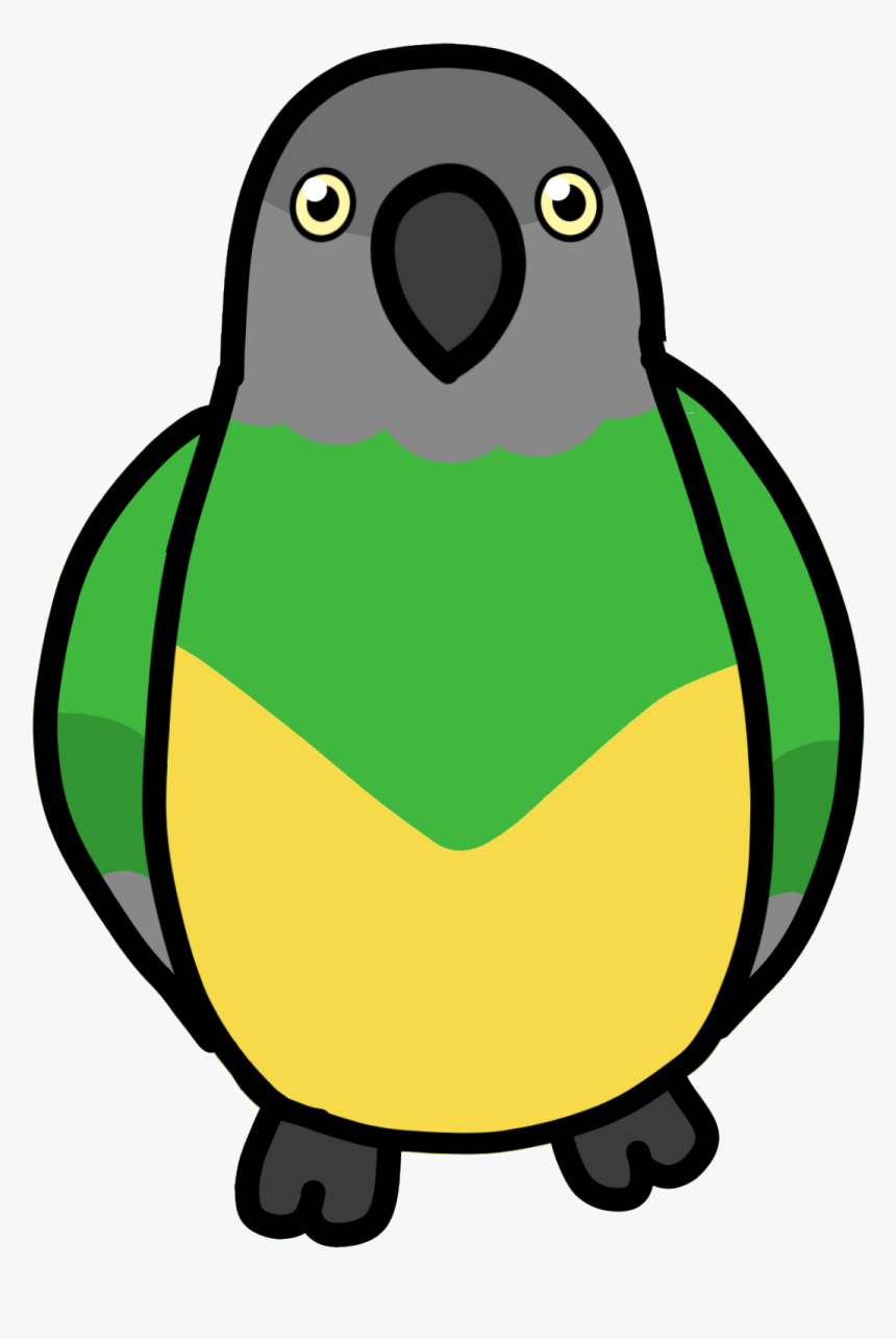Senegal Parrot Drawing Cartoon, HD Png Download
