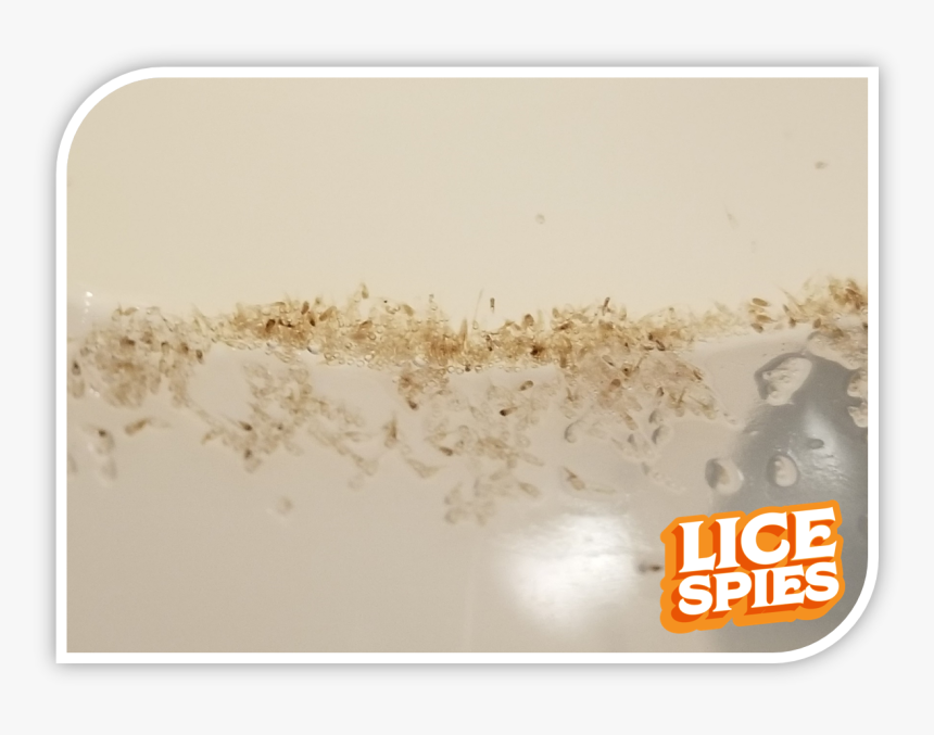 Prescription For Lice, HD Png Download