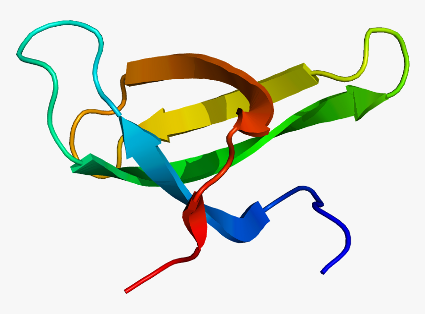 Protein Smn1 Pdb 1g5v - Survival Motor Neuron Protein, HD Png Download