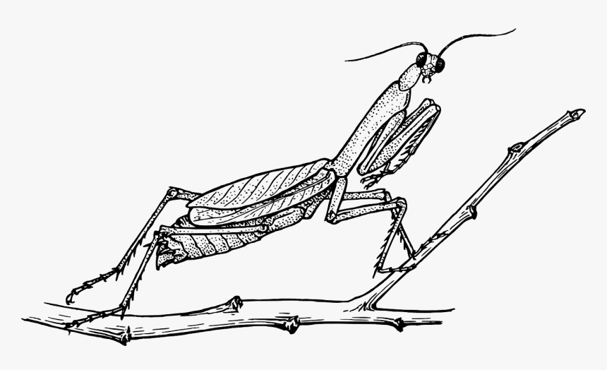 Praying Mantis Black And White, HD Png Download