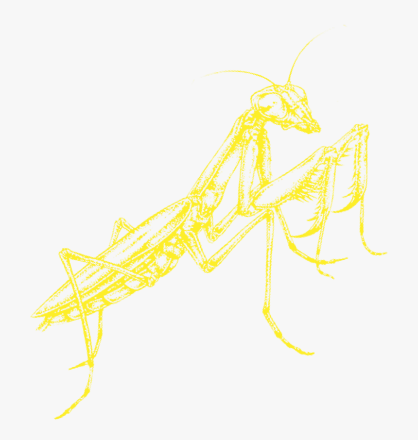 Mantidae, HD Png Download